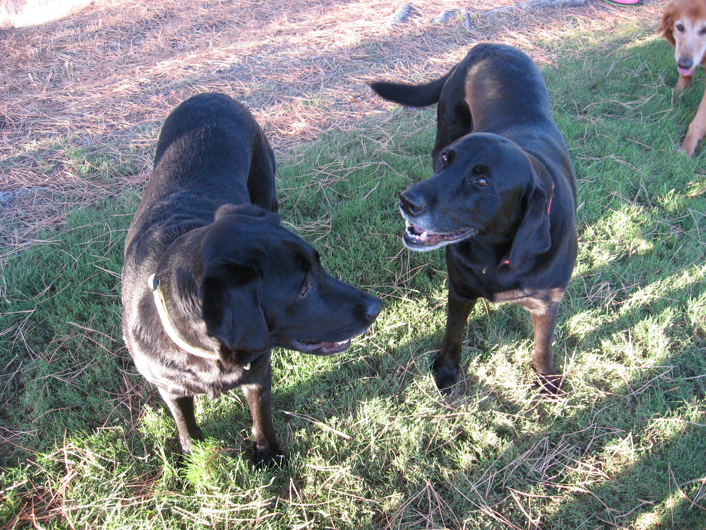 Charleston SC Dogs at Play
